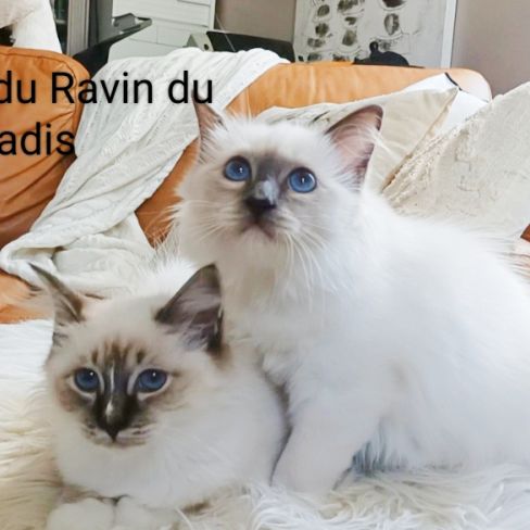 Chatterie du ravin du paradis
