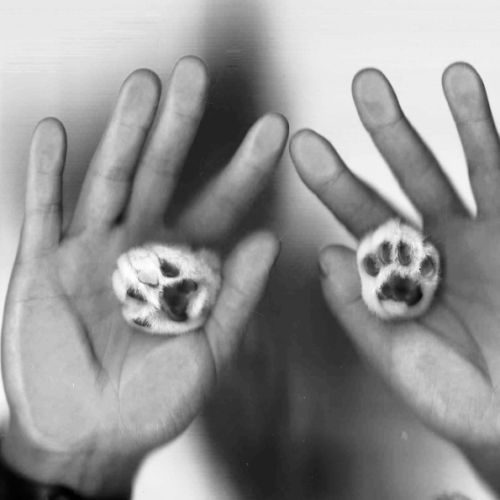 Élevage amateur de canari, diamants de gould…….