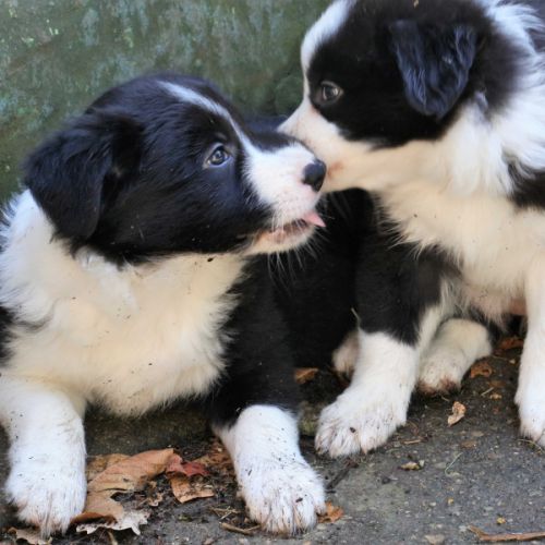 Elevage du castel des terrasses, poitiers