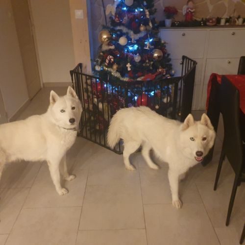 La vallée des loups polaires-élevage professionnel