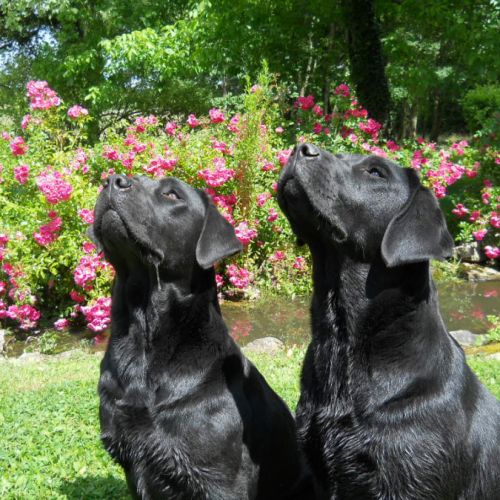 Elevage familial labradors