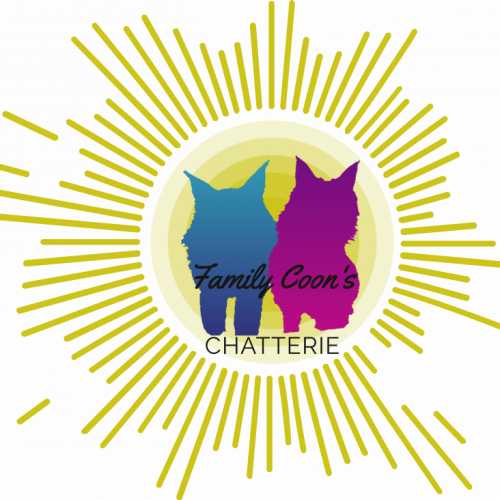 Chatterie family coon's