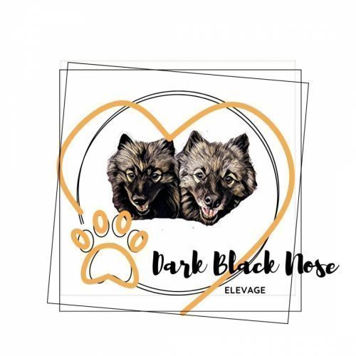 Petit elevage dark black nose