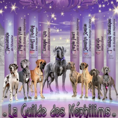 Dogue allemand de la guilde des néphilims