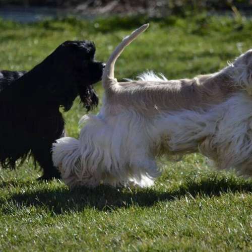 elevage The Purity Of The Dream