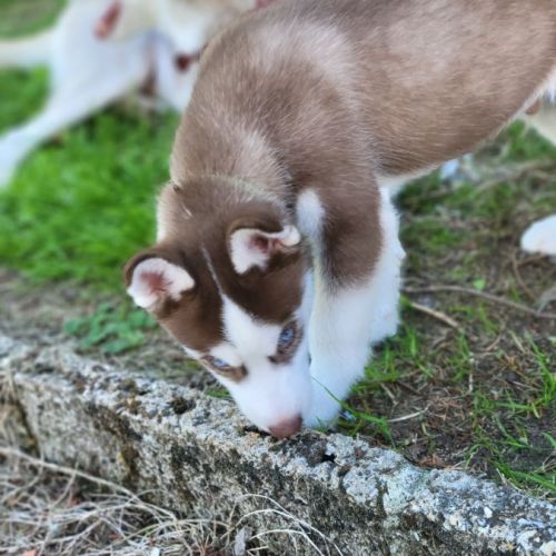 Elevage familial de husky