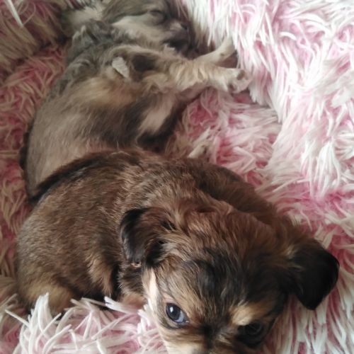 Chihuahua lof - poils longs