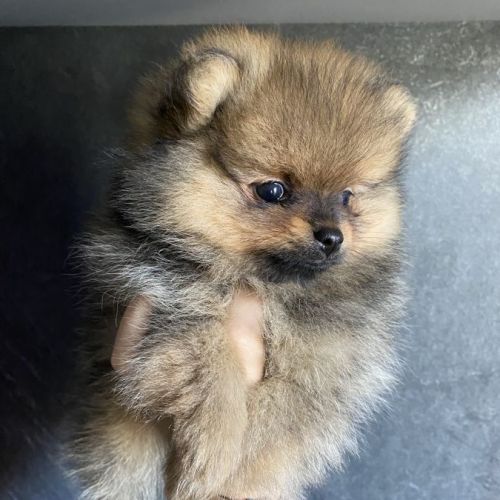 Elevage du domaine de kaya, spitz nain pomeranian