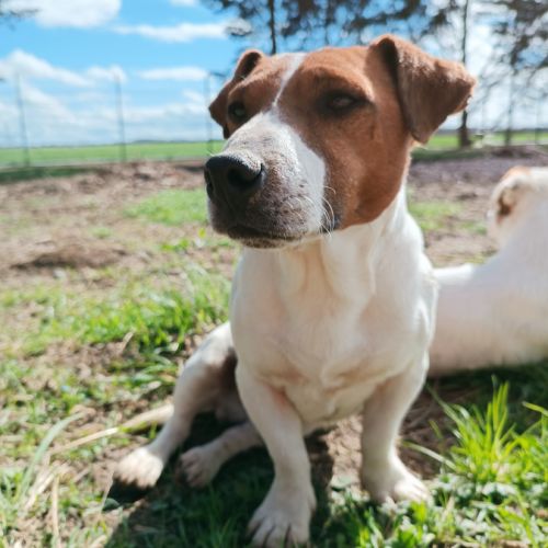 Élevage jack russell terrier lof