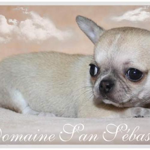 Eleveur : Le Domaine San Sébastian