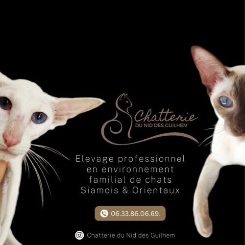 Royaume du nid des guilhem