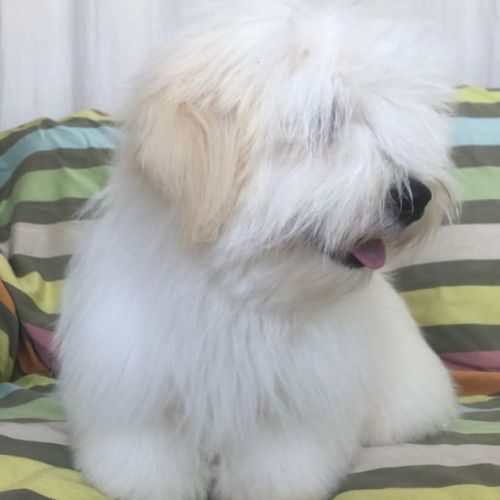 Elevage de coton de tuléar inscrits au lof