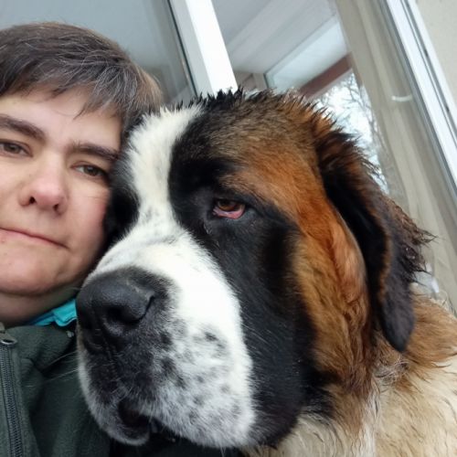 Elevage ker valet saint bernard