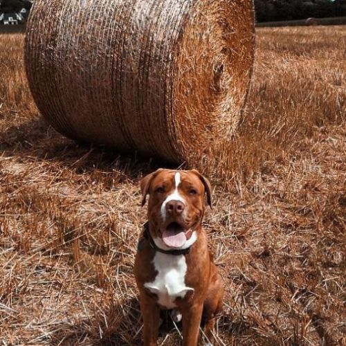 Élevage de bulldog alternatif