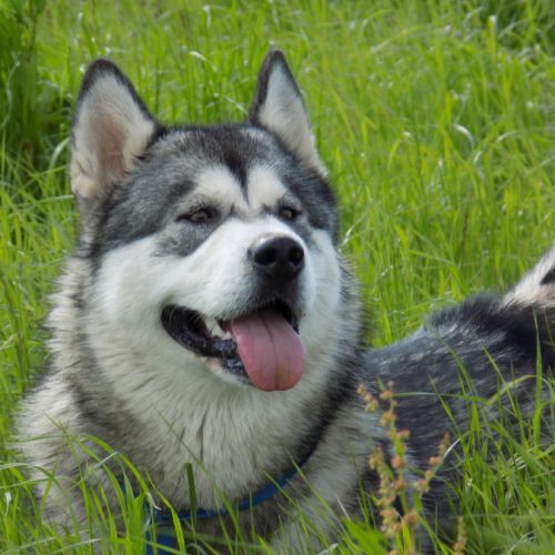 Nashoba spirit's élevage de malamute d'alaska
