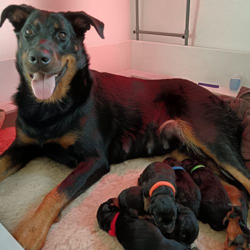 Elevage des flammes de la mer