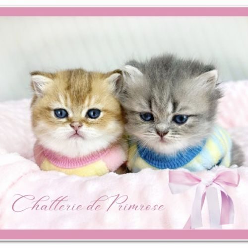 Bienvenue dans une magnifique chatterie de british