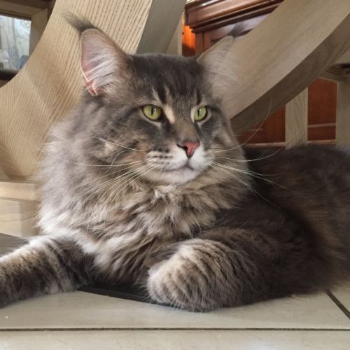 Élevage de maine coon