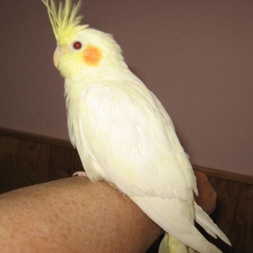 Eleveur de calopsittes et autre becs crochus