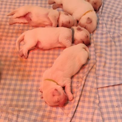 Élevage des harmonies de lumière