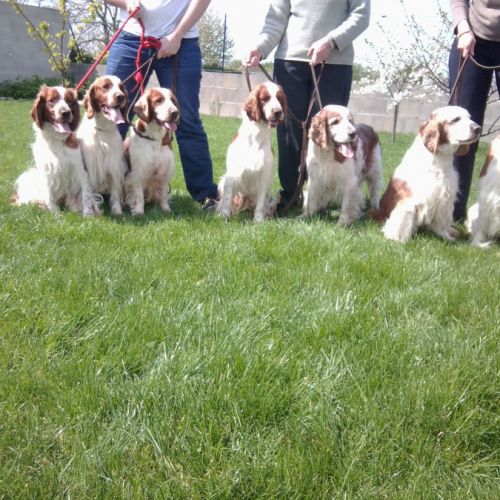 Elevage familial de welsh springer spaniel