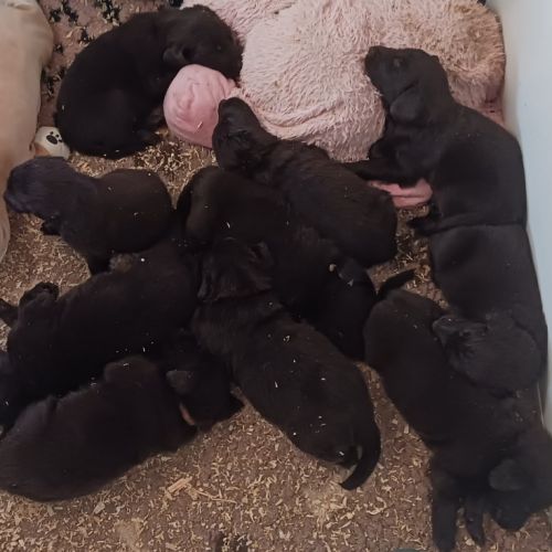 Élevage du marais de la sangsurière