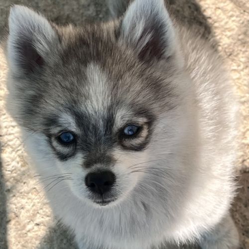 Pomsky - pomklee taille standard, mini et toy