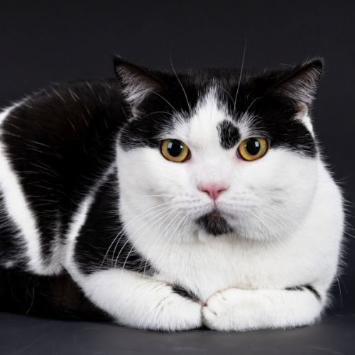 Pour l'amour des chats scottish straight