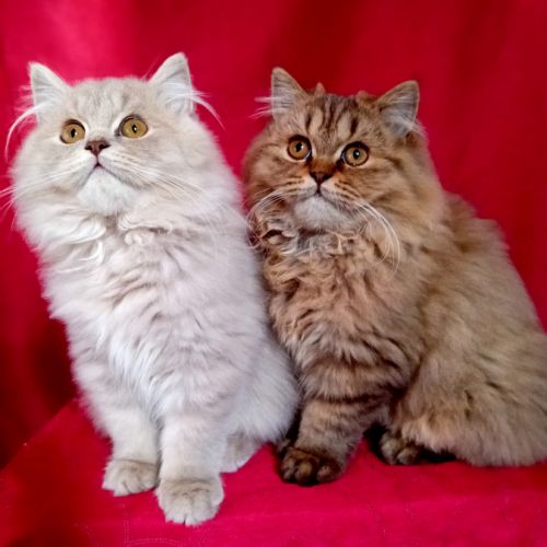 Élevage familial de british longhair loof