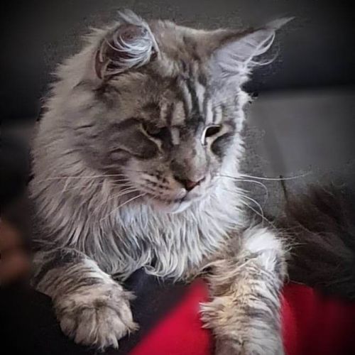 Chaton maine coon loof