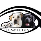 Labradors of sweet eyes