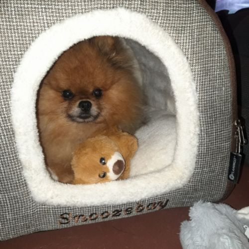 Spitz nains pomeraniens