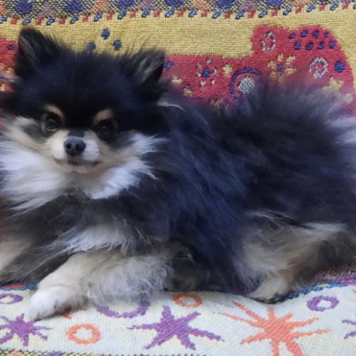 Elevage de spitz nain