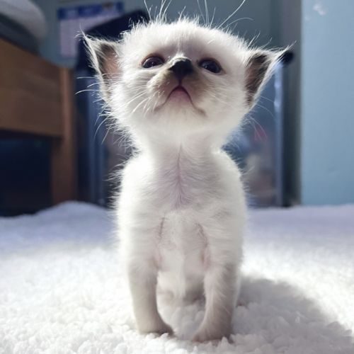 Les nuages à moustaches.