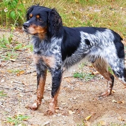 Elevage de samy-duck