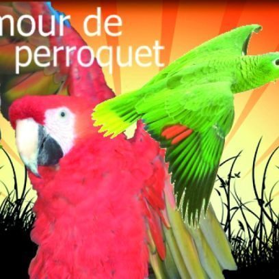 Un amour de perroquet, specialiste depuis 25 ans