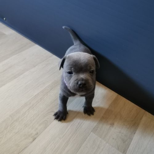 Passion staffordshire bull terrier