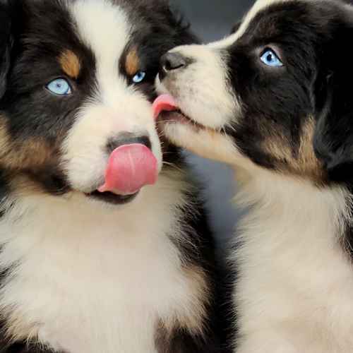 Les bergers aux yeux de ciel