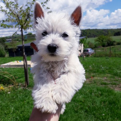 Au bien-être de nos compagnons