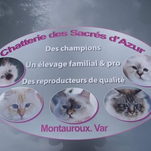 Chatterie des sacrés d'azur - sacré de birmanie