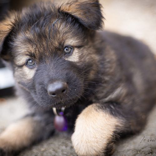 Altdeutscher schaferhund