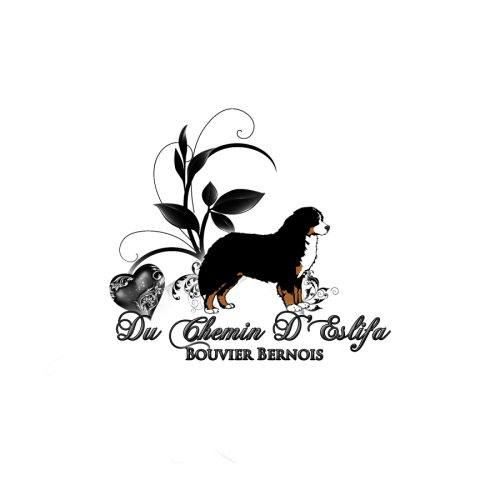 Élevage familial de bouviers bernois lof et testé