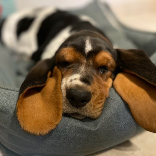 Elevage basset hound et rottweiler