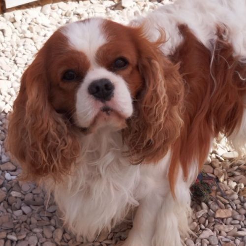 Cavaliers king charles lof