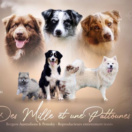 Elevage familial et passionné de pomsky