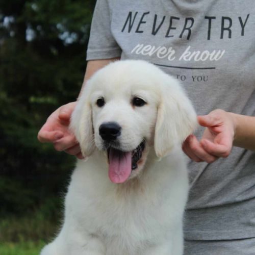 Elevage de golden retriever lof