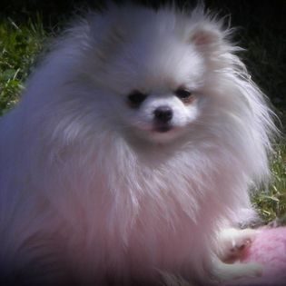 Elevage de spitz nain poméranien