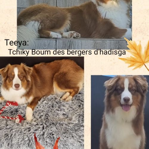 Les bergers du rivage des milles et une nuit