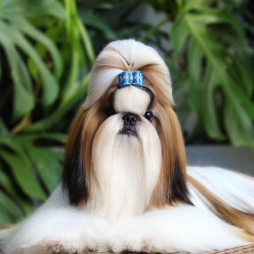 La passion des shih-tzu