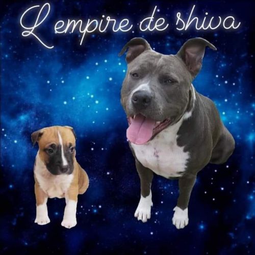 L'empire de shiva amstaff